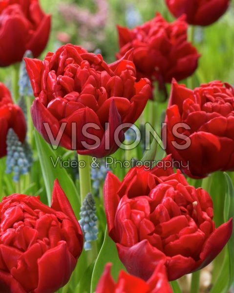 Tulipa double red