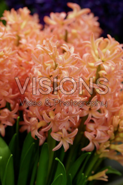 Hyacinthus Bestseller