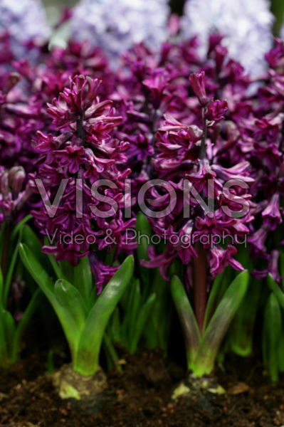 Hyacinthus Showmaster Hyacinthus Showmaster