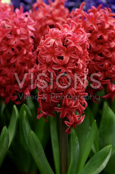 Hyacinthus Love Affair Hyacinthus Love Affair