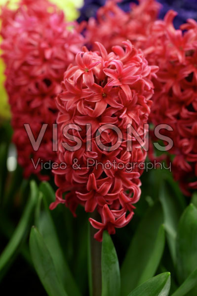 Hyacinthus Love Affair