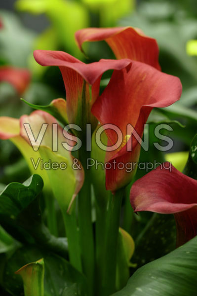 Zantedeschia Captain Fuego Zantedeschia Captain Fuego