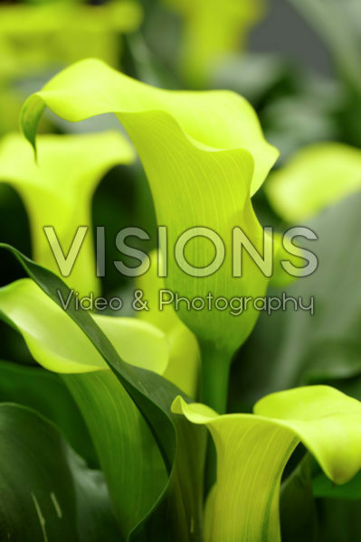 Zantedeschia Captain Morelli Zantedeschia Captain Morelli