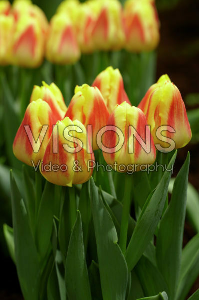 Tulipa Leto Tulipa Leto