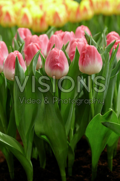 Tulipa Innuendo Tulipa Innuendo