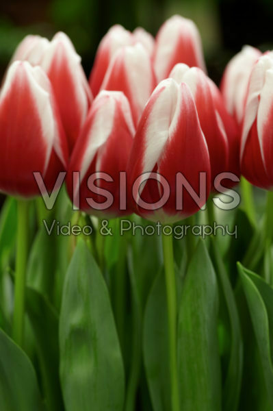Tulipa Annemarie