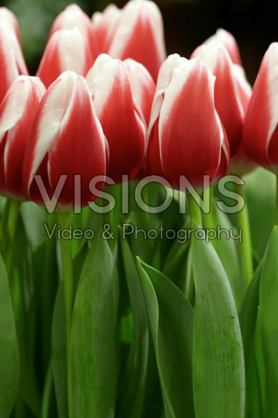 Tulipa Annemarie Tulipa Annemarie