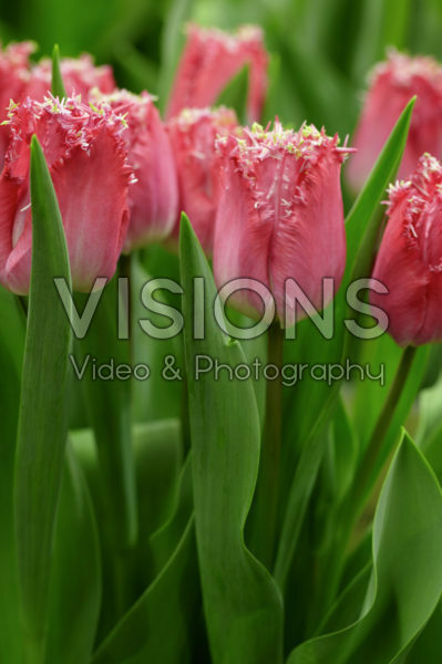 Tulipa Katie Melua Tulipa Katie Melua