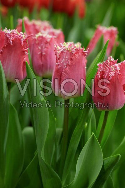 Tulipa Katie Melua