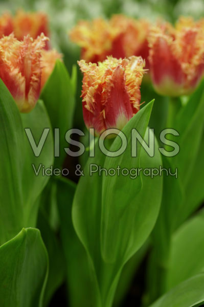 Tulipa Joint Devision