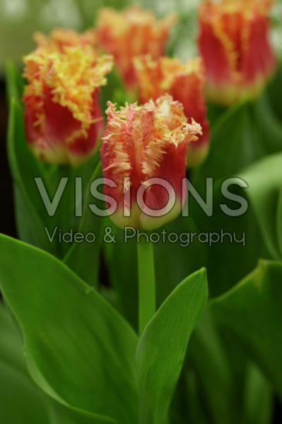Tulipa Joint Devision Tulipa Joint Devision