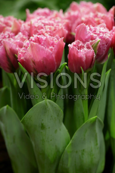 Tulipa Matchpoint Tulipa Matchpoint