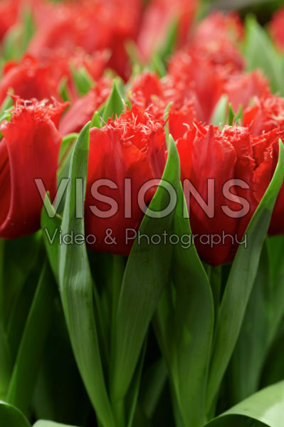 Tulipa Jetfire Tulipa Jetfire