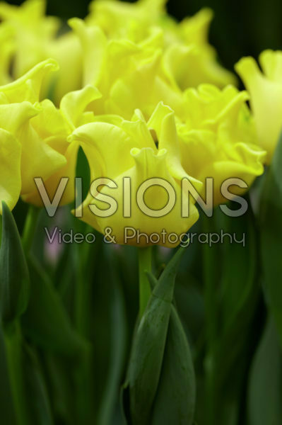 Tulipa Yellow Crown