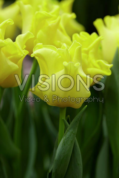 Tulipa Yellow Crown