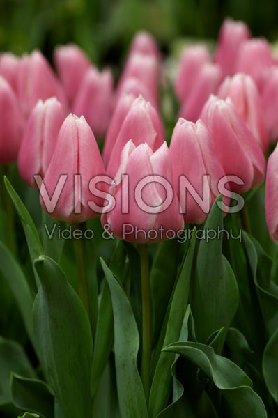 Tulipa Gabriella Tulipa Gabriella