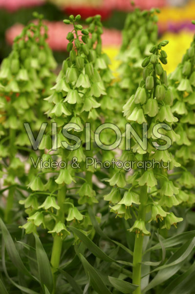 Fritillaria persica Alba