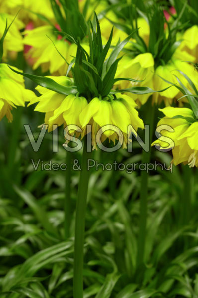 Fritillaria imperialis Lutea Fritillaria imperialis Lutea