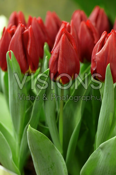 Tulipa Rea Tulipa Rea