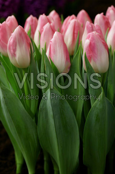 Tulipa Detsit Tulipa Detsit