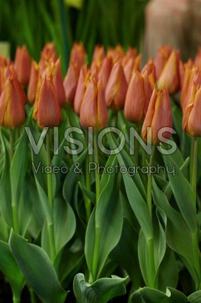 Tulipa Request Tulipa Request