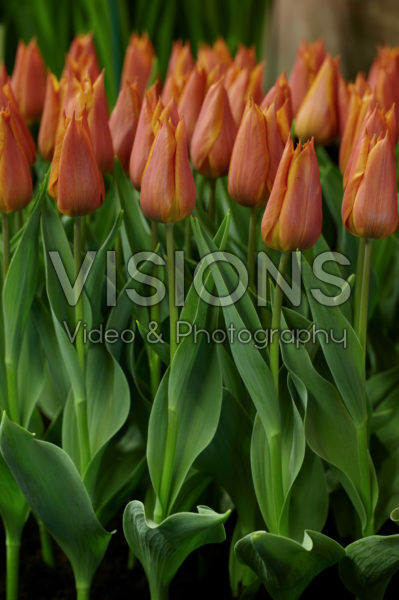 Tulipa Request Tulipa Request