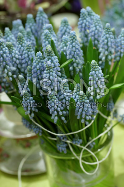 Muscari armeniacum Muscari armeniacum