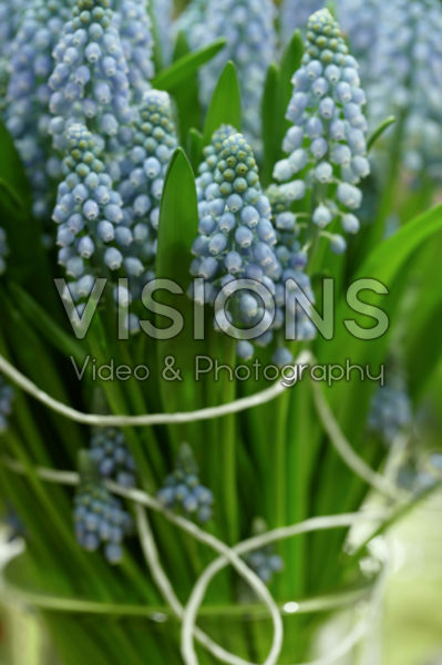 Muscari armeniacum Muscari armeniacum