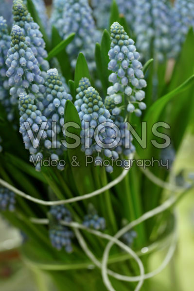 Muscari armeniacum Muscari armeniacum