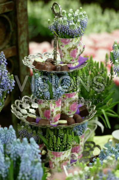 Muscari arrangement Muscari arrangement