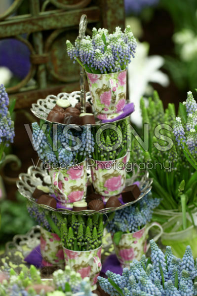 Muscari arrangement Muscari arrangement