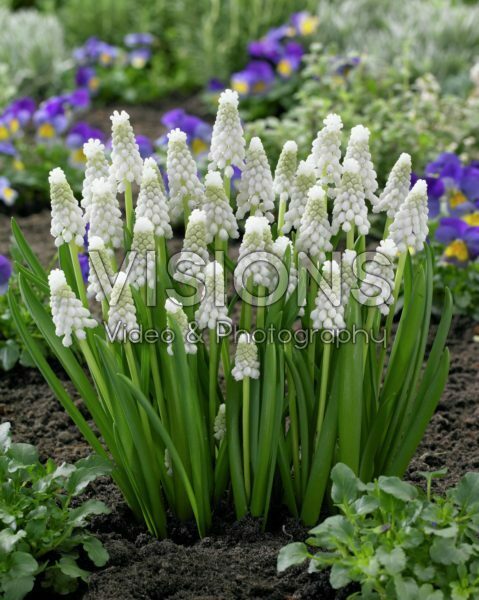 Muscari Siberian Tiger ®