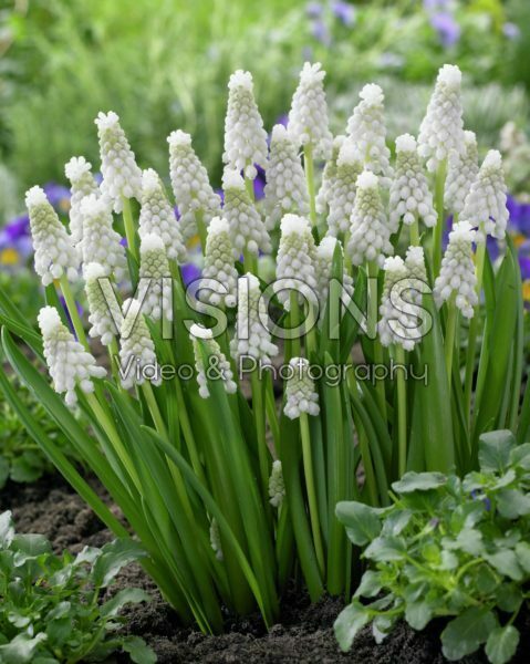 Muscari Siberian Tiger ®