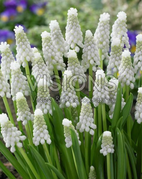 Muscari Siberian Tiger ® Muscari Siberian Tiger ®