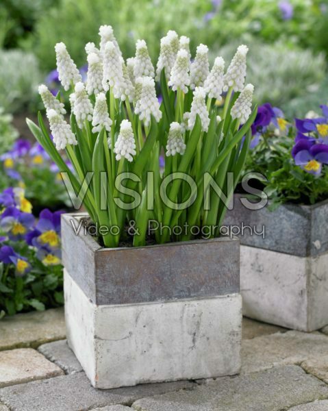 Muscari Siberian Tiger ®