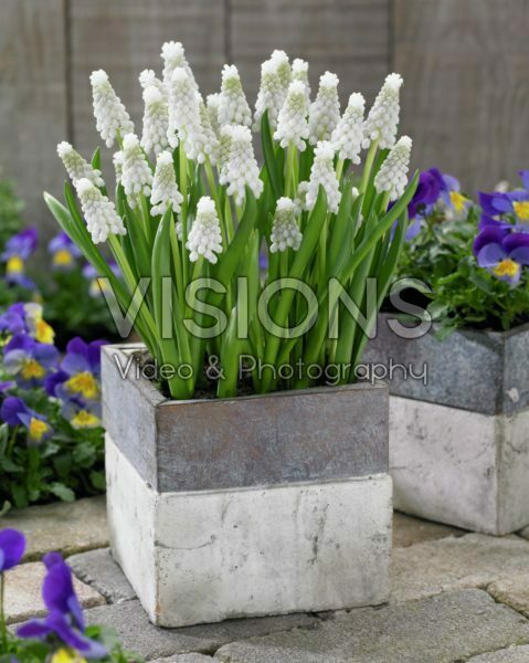 Muscari Siberian Tiger ® Muscari Siberian Tiger ®