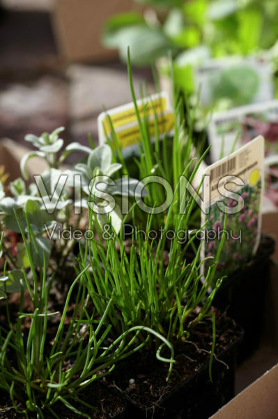 Vegetable seedings
