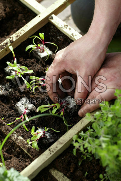 Planting beetroot seedlings