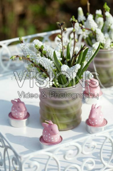 Muscari Siberian Tiger ®