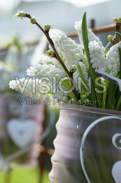 Muscari Siberian Tiger ® Muscari Siberian Tiger ®