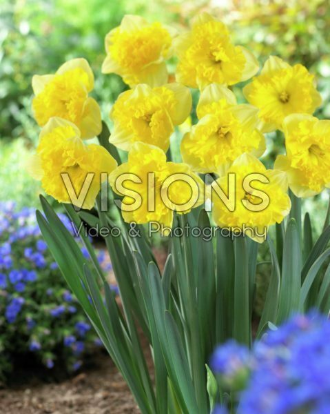 Narcissus Golden Printal Narcissus Golden Printal