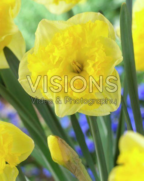 Narcissus Golden Printal Narcissus Golden Printal