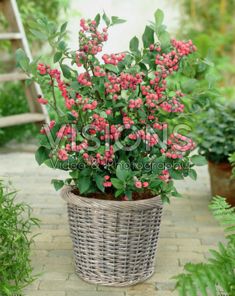 Vaccinium corymbosum Pink Lemonade