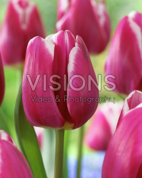 Tulipa Bolroyal Dream