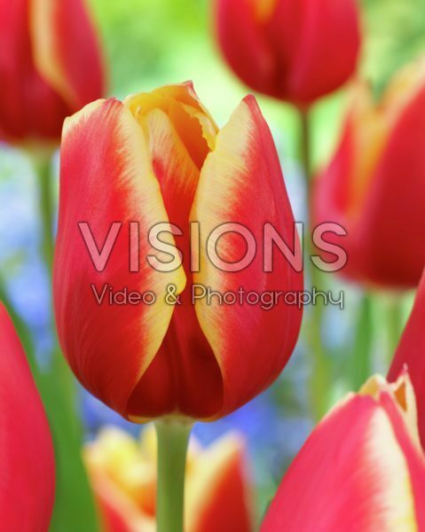 Tulipa Bolroyal Happy