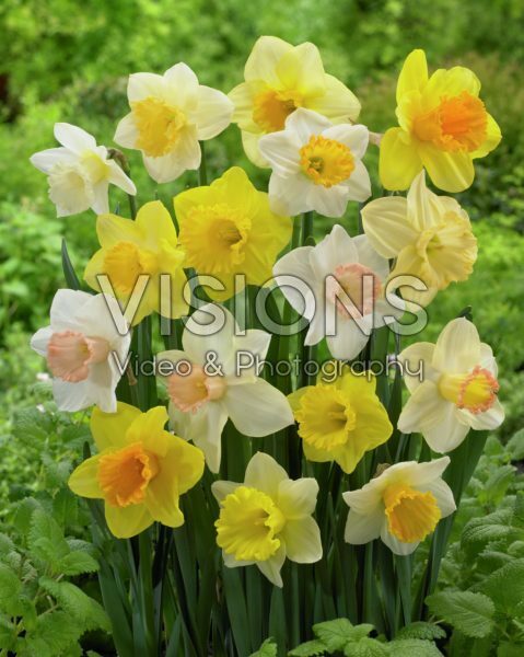 Narcissus trumpet mix