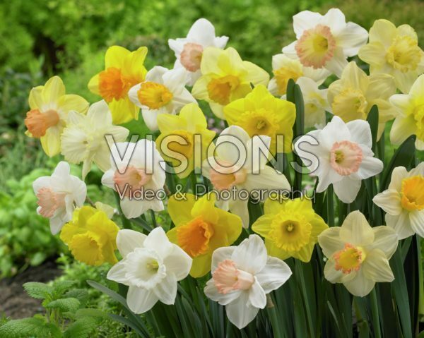 Narcissus trumpet mix