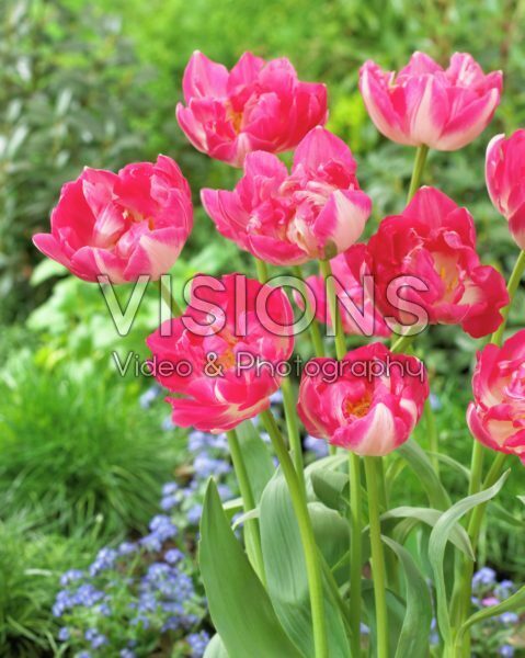 Tulipa Up Stripe