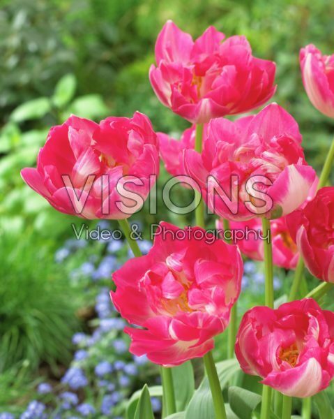 Tulipa Up Stripe