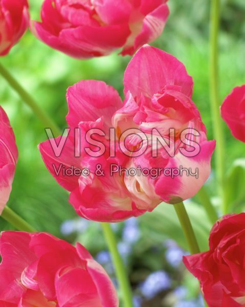 Tulipa Up Stripe